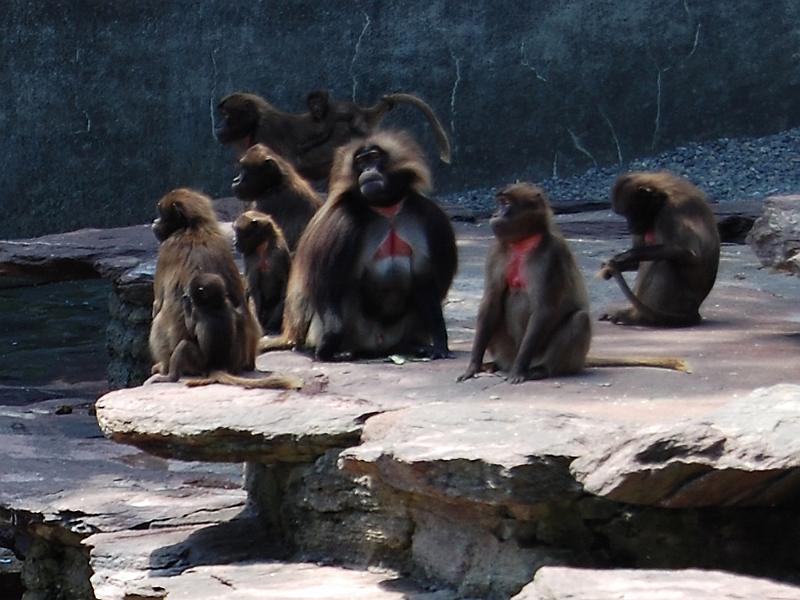 and08.jpg - Zoo Zürich