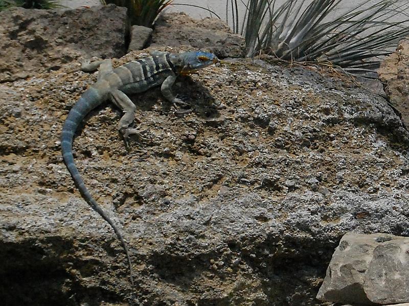 and11.jpg - Zoo Zürich