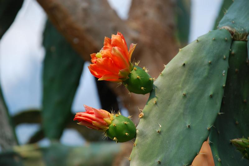ger16.jpg - Blühender Kaktus im Zoo Zürich